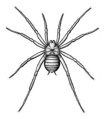 Arthrolycosa wolterbeeki